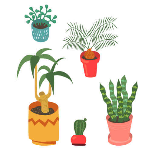 plantas de interior